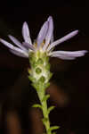 Walter's aster